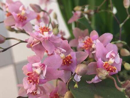 文心兰好养吗 养殖重点介绍