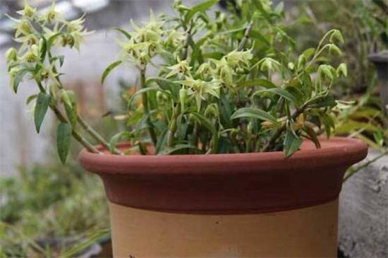 石斛兰开完花后怎么养