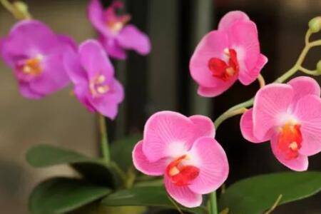 平时该怎么养护蝴蝶兰