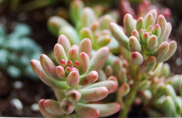 虹之玉锦怎么养颜色更艳