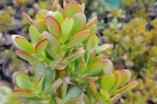 姬红花月怎么养更鲜艳