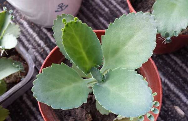 宽叶不死鸟的简单养殖方法