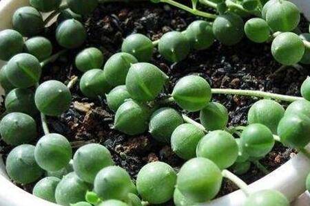 佛珠多肉怎么浇水好 多久浇一次水合适