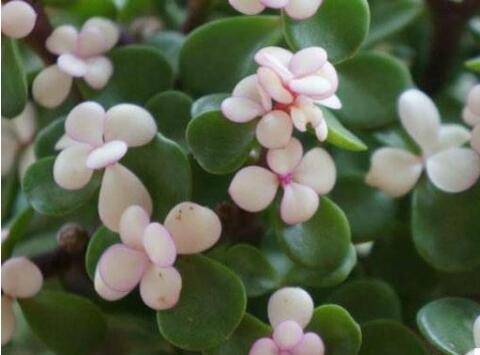 雅乐之舞药锦的补救养护方法