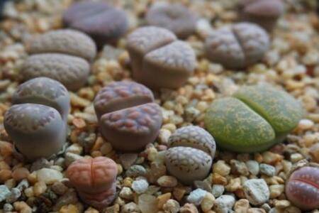 生石花安全度夏方法