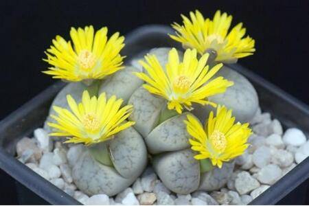 生石花安全度夏方法