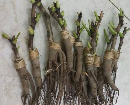 牧丹移栽嫁接的最佳时间季节