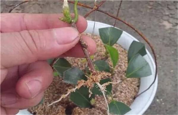 茶花怎么扦插的操作方法步骤详解