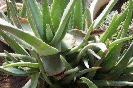芦荟的扦插种植方法