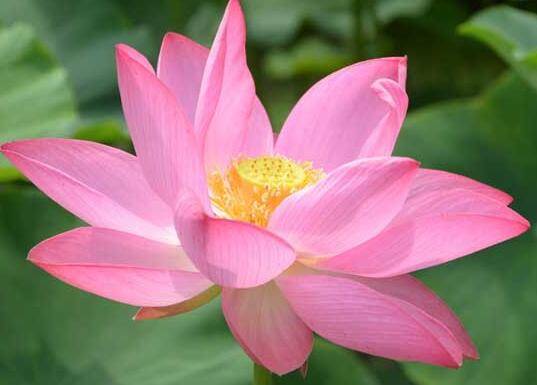 荷花种子怎么种植