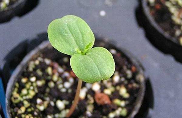 凤仙播种栽植方法步骤分享