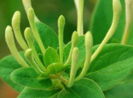 金银花种子怎么种