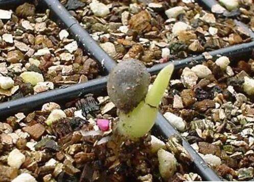 金银花种子怎么种