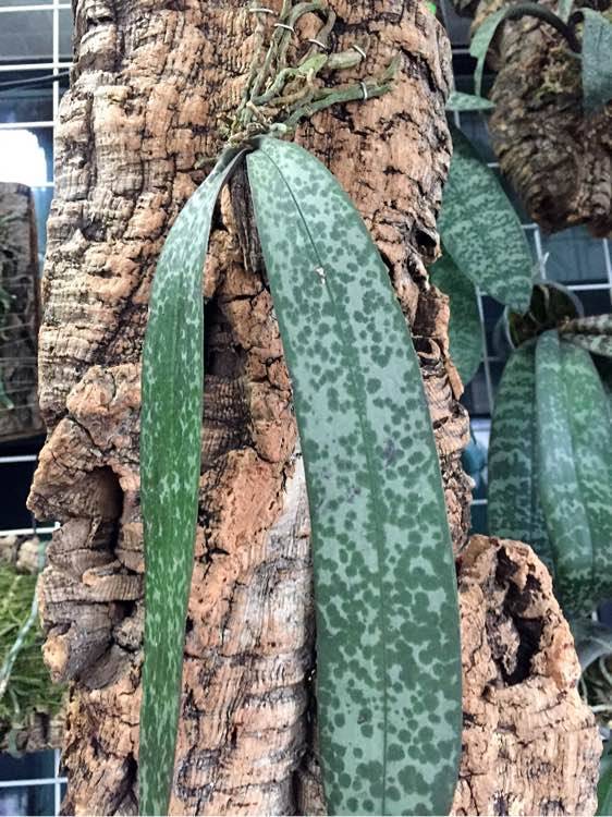 西蕾丽蝴蝶兰怎么养西蕾丽板植好还是水苔盆栽好