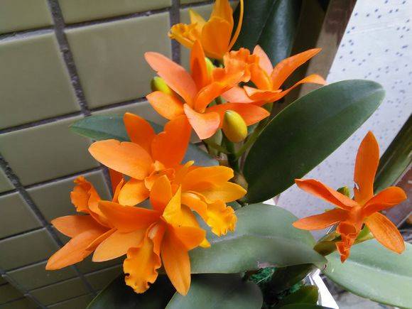 卡特兰开完的花枝还会再开吗需不需要剪掉