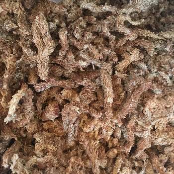 卡特兰换盆需要注意什么(盆不是越大越好)