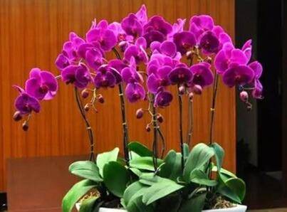 盆栽蝴蝶兰用什么土好 蝴蝶兰土壤配制方案