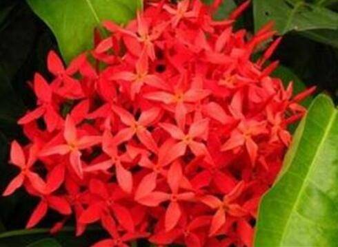 龙船花怎么养开花