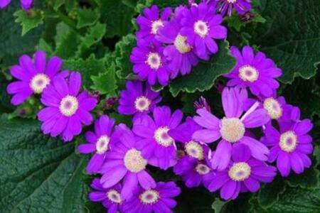 盆栽瓜叶菊的养法要点