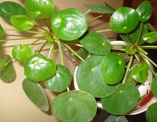 镜面草好养活吗