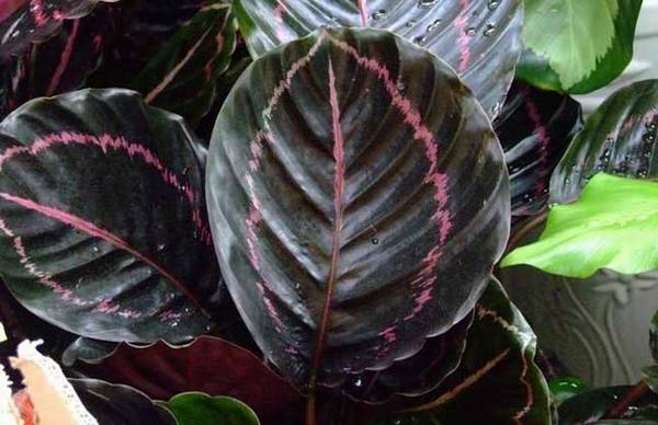 把彩虹竹芋养好看的养殖技巧