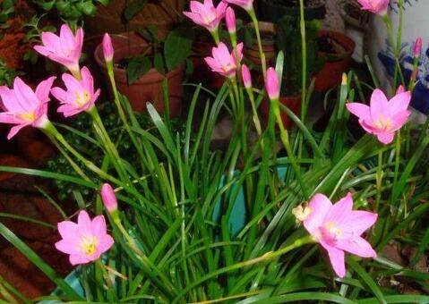 韭兰的养殖方法和注意事项