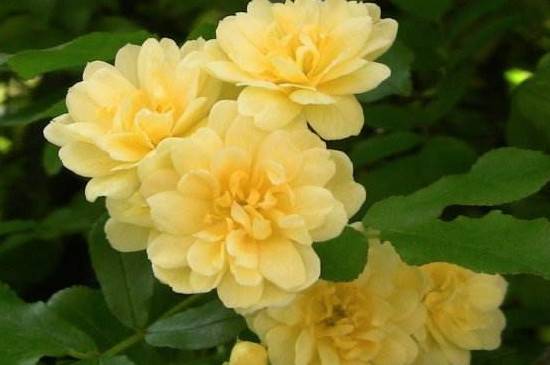 黄木香多开花的养护技巧