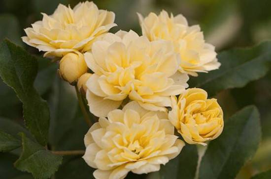 黄木香多开花的养护技巧