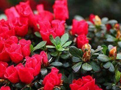 盆栽杜鹃花怎么养护