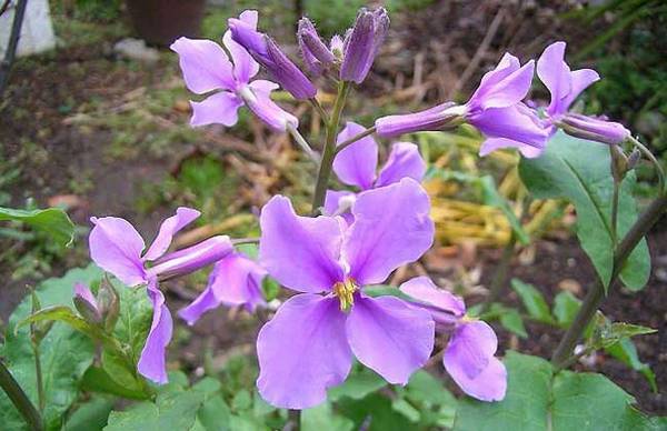 盆栽二月兰的养法