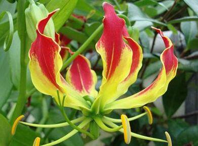 盆栽嘉兰的养护技巧要点