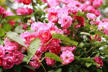 盆栽蔷薇花怎么养好爆花