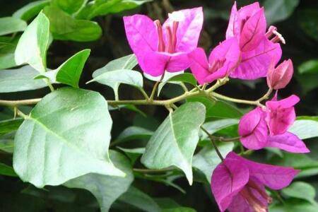 三角梅的扦插栽培方法