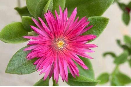 牡丹吊兰的养殖方法和注意事项