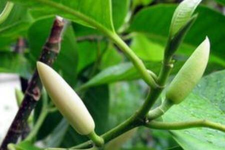 白兰花怎么修剪五大技巧