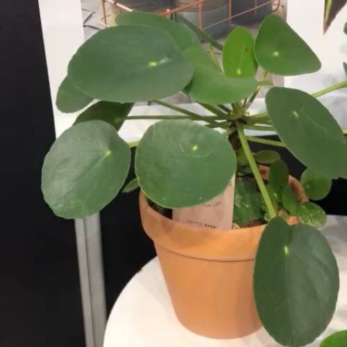 镜面草能长多高 可以养成树吗