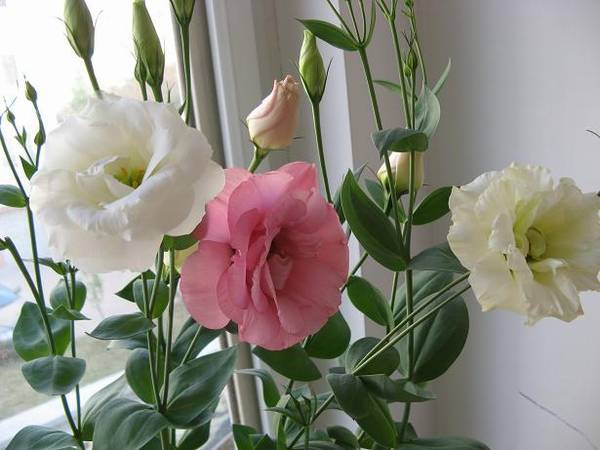 花店买的洋桔梗盆栽怎么养