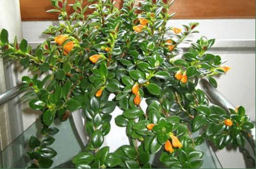 1469235237928840.jpg 金鱼吊兰的养殖方法