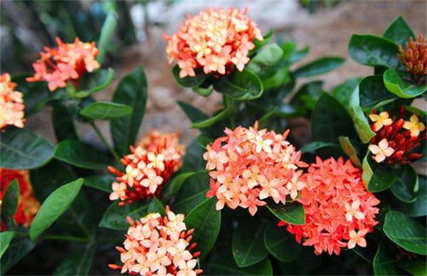 龙船花的养殖要点注意事项