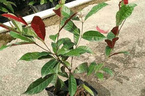 1576052561877590.jpg 红背桂盆栽怎么养好 养护要点介绍