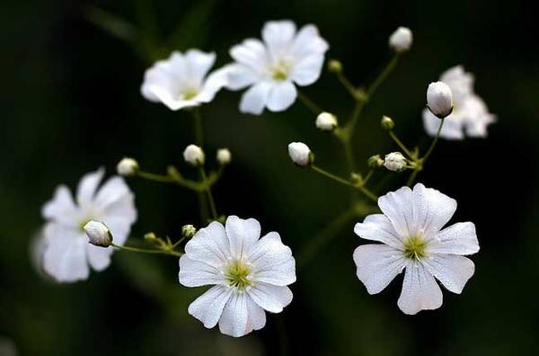 满天星怎么养好