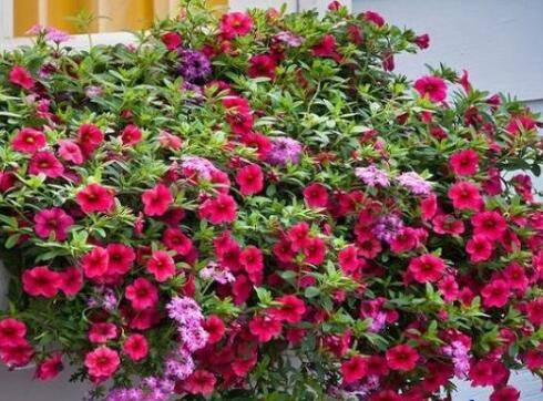 百万小铃爆盆养殖方法和注意事项