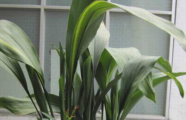 一叶兰的家庭盆栽养殖方法