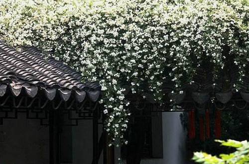 1563672628422830.jpg 大夏天能经得起大太阳的植物 木香花怎么养