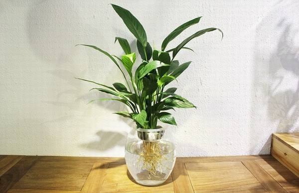 白掌分株的具体操作方法