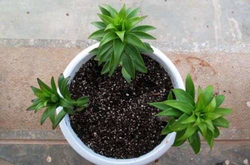 1550642203108939.jpg 盆栽百合花开完花后怎么做好养护