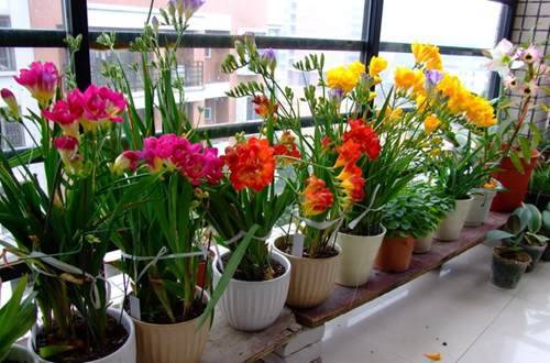 1525571067118380.jpg 香雪兰多久浇一次水 浇水方法和注意事项