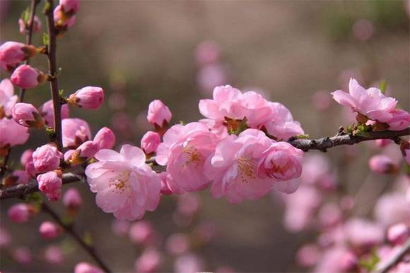 ʮ������������ʫ