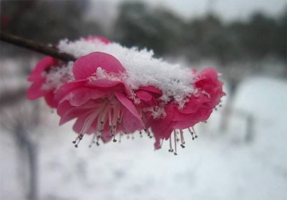 �Ŵ���ɫ���ų�