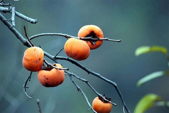 �Ŵ���ɫ���ų�